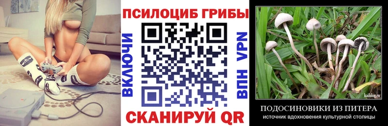 где продают наркотики Ардатов Псилоцибиновые грибы Psilocybe